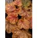 Żurawka 'World Caffe Arabica' - Heuchera World Caffe Arabica
